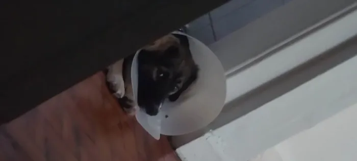 Cachorro ra a SRD-ViraLata idade 7 a 11 meses nome Joaquim Félix 