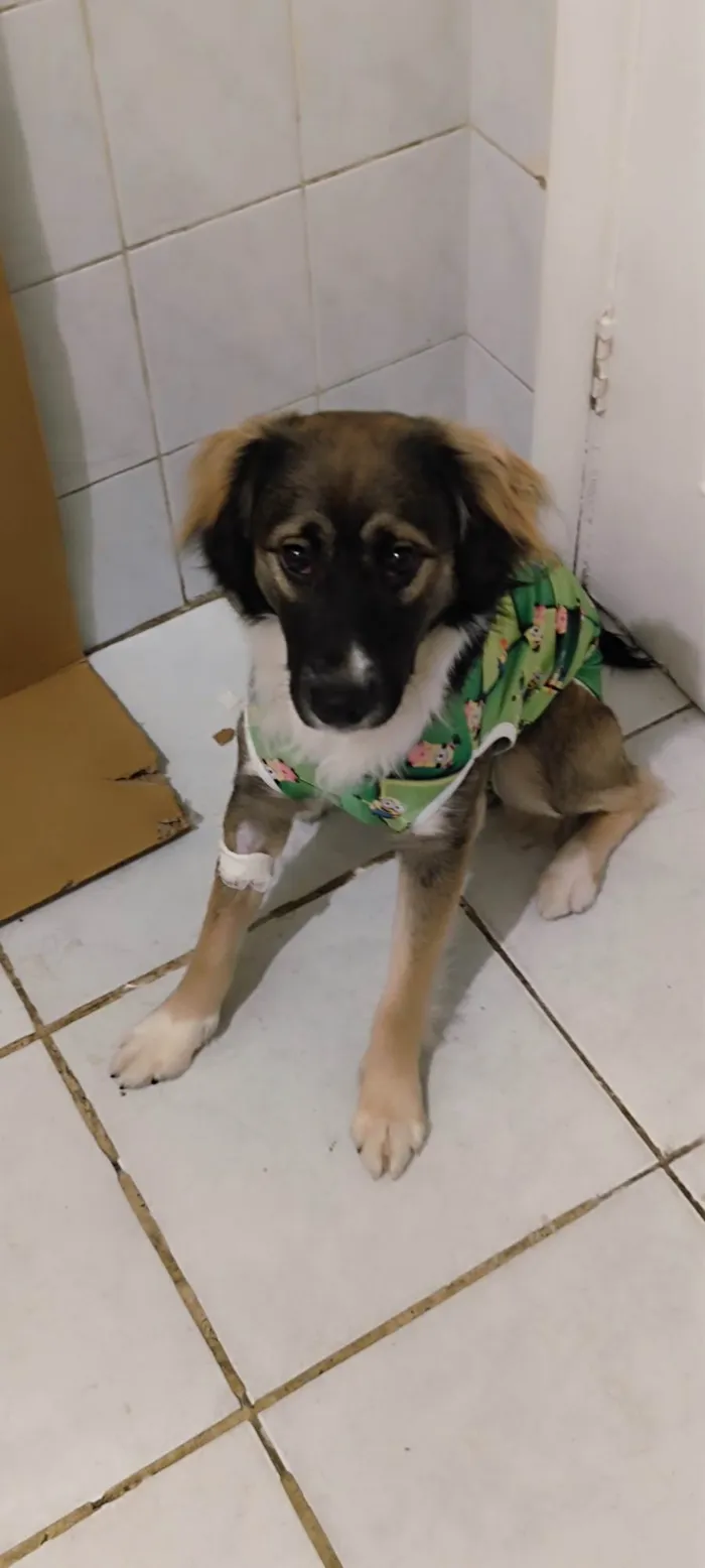 Cachorro ra a SRD-ViraLata idade 7 a 11 meses nome Joaquim Félix 