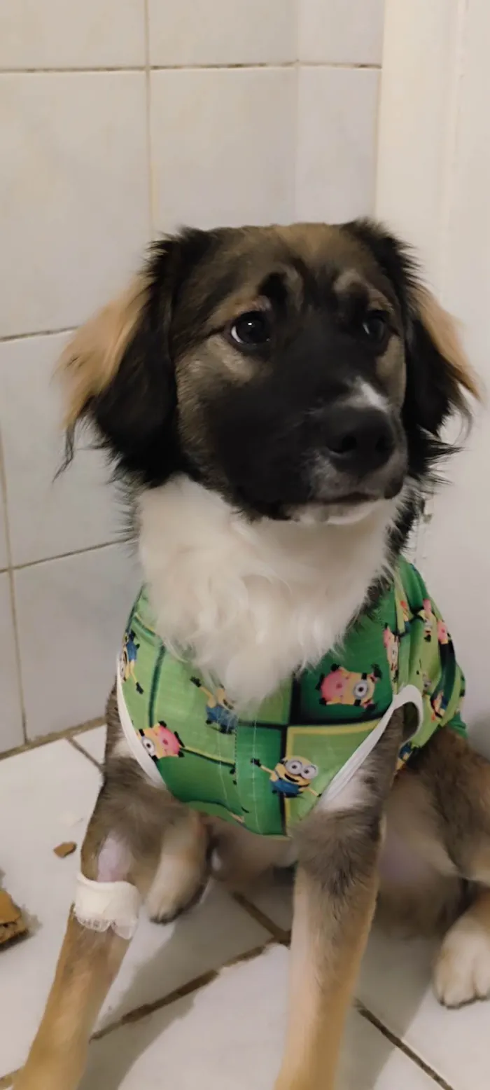 Cachorro ra a SRD-ViraLata idade 7 a 11 meses nome Joaquim Félix 