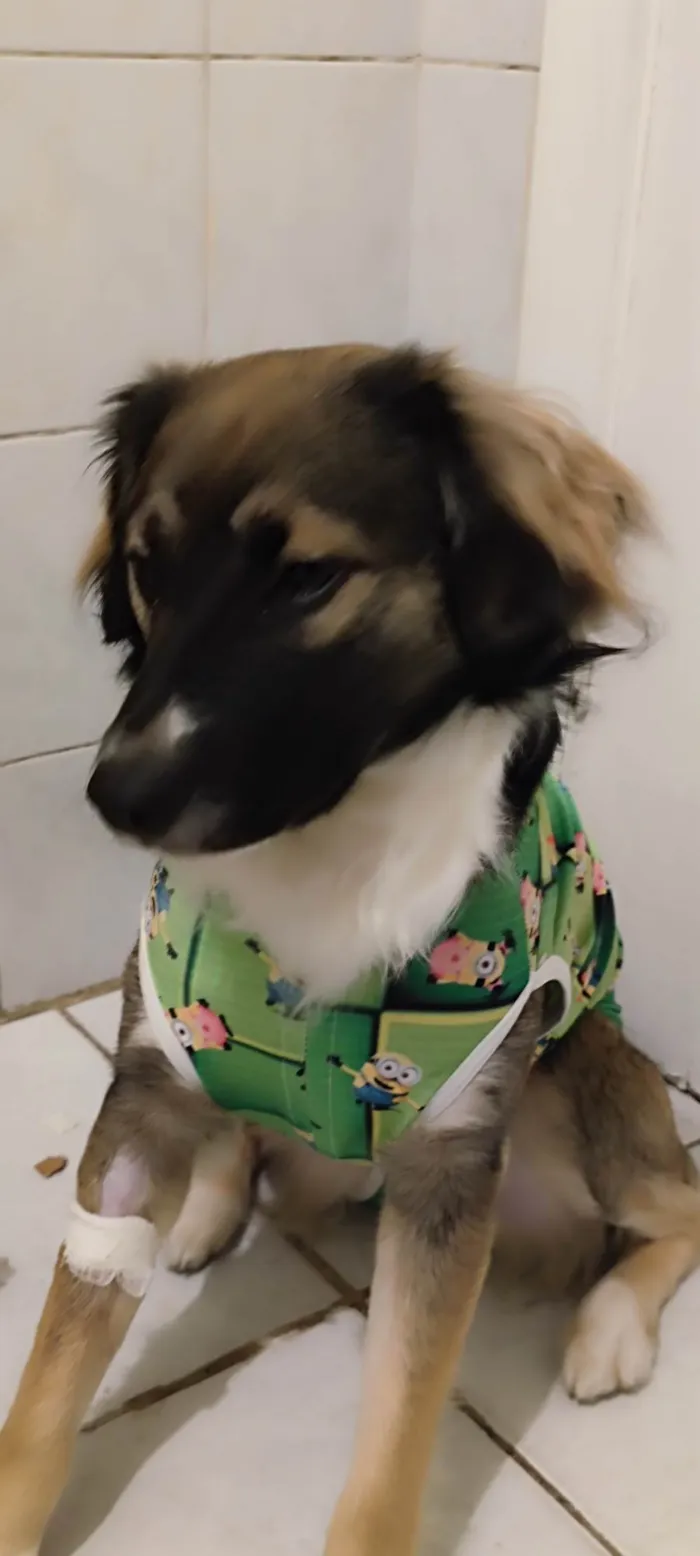 Cachorro ra a SRD-ViraLata idade 7 a 11 meses nome Joaquim Félix 