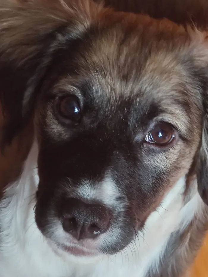 Cachorro ra a SRD-ViraLata idade 7 a 11 meses nome Joaquim Félix 