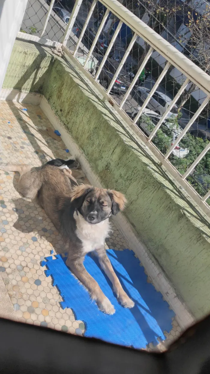 Cachorro ra a SRD-ViraLata idade 7 a 11 meses nome Joaquim Félix 