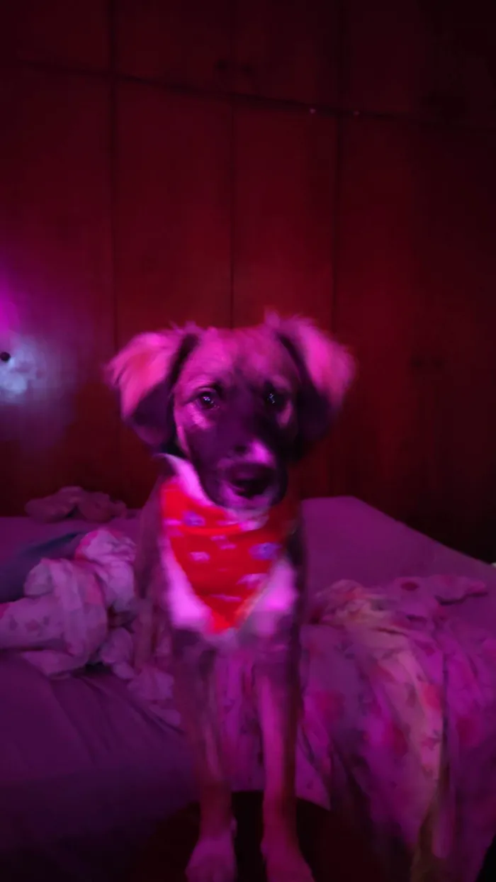 Cachorro ra a SRD-ViraLata idade 7 a 11 meses nome Joaquim Félix 