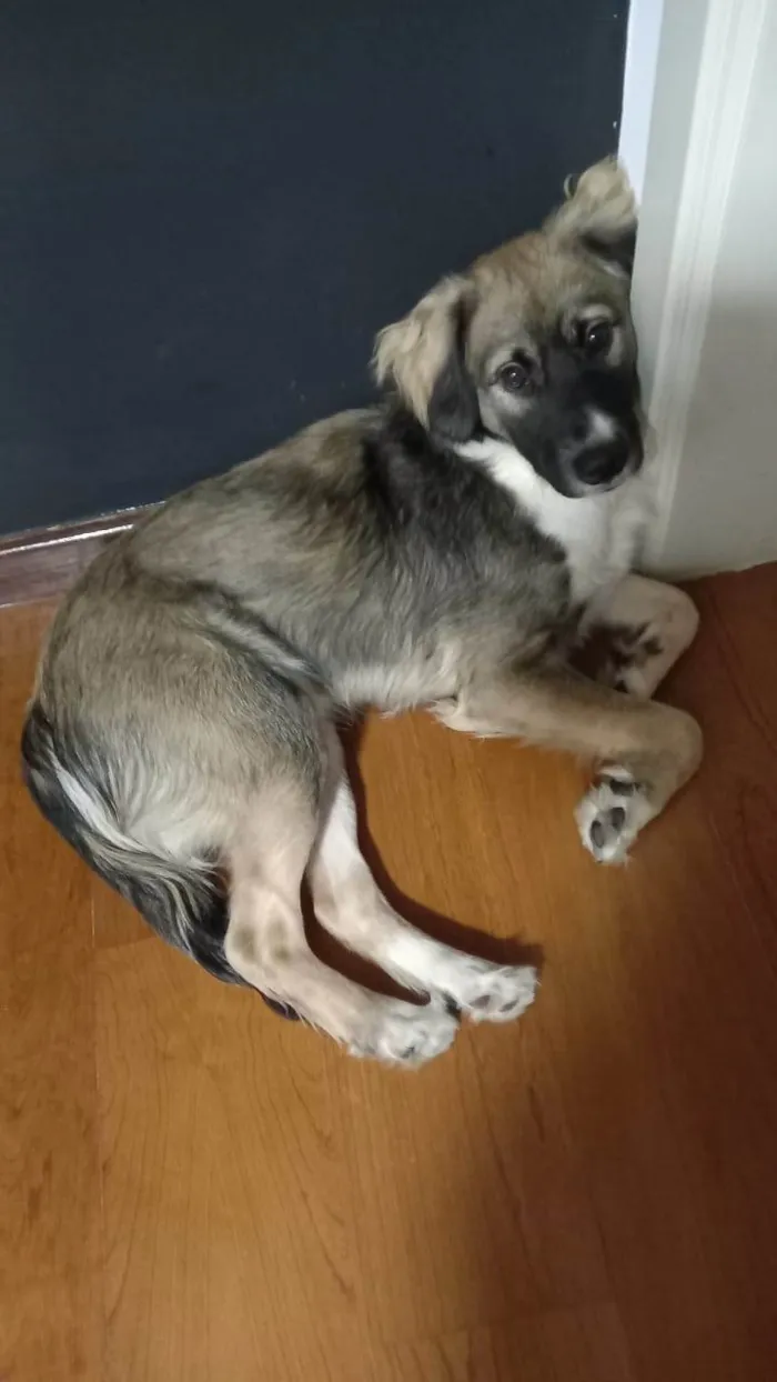 Cachorro ra a SRD-ViraLata idade 7 a 11 meses nome Joaquim Félix 