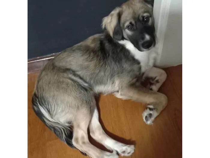 Cachorro ra a SRD-ViraLata idade 7 a 11 meses nome Joaquim Félix 