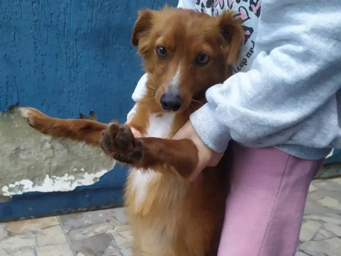 Cachorro ra a SRD idade 3 anos nome pequeno 