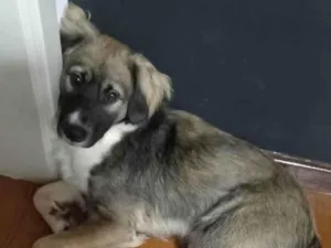 Cachorro raça SRD-ViraLata idade 7 a 11 meses nome Joaquim Félix 
