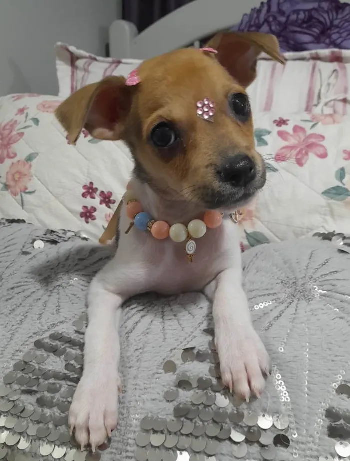 Cachorro ra a SRD-ViraLata idade 2 a 6 meses nome Valentina