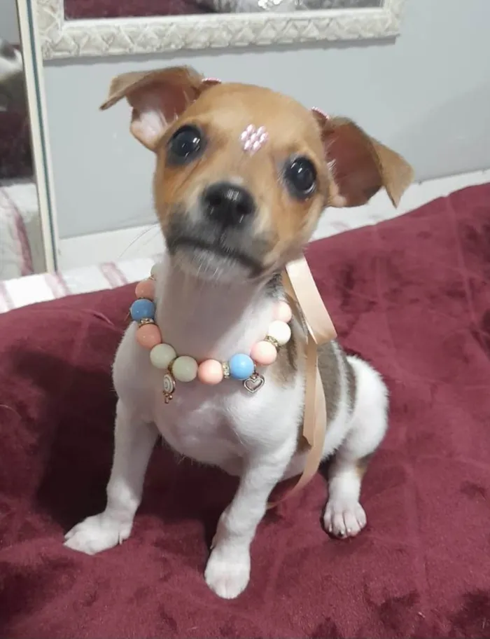 Cachorro ra a SRD-ViraLata idade 2 a 6 meses nome Valentina