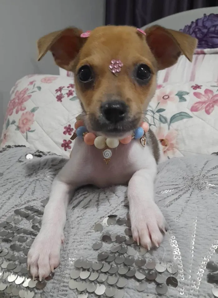 Cachorro ra a SRD-ViraLata idade 2 a 6 meses nome Valentina