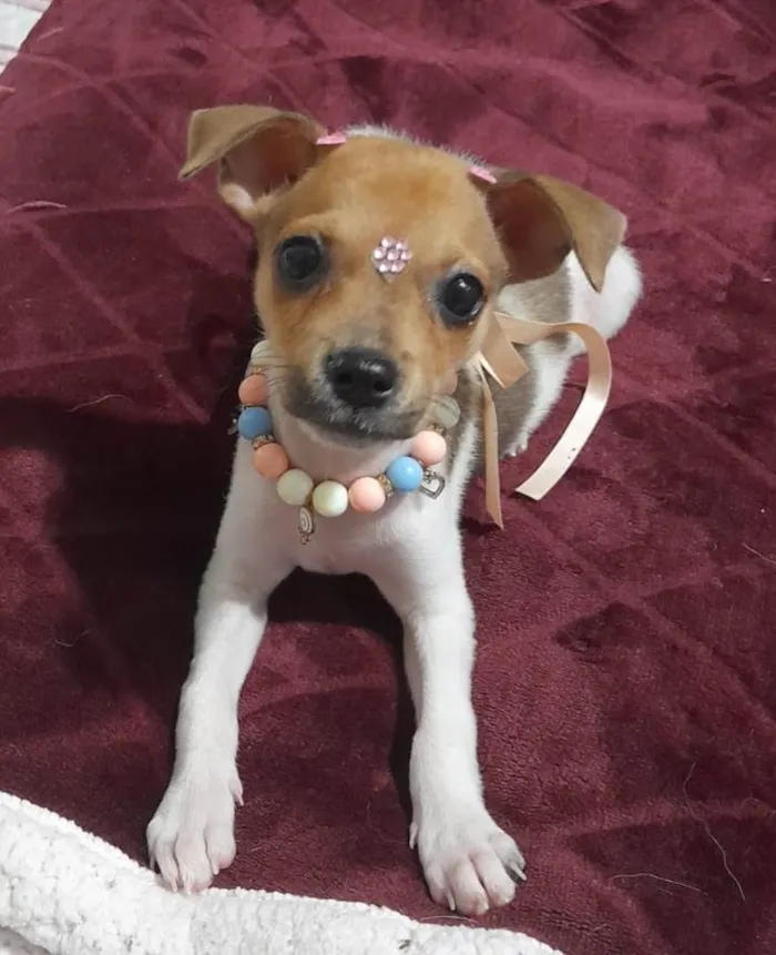 Cachorro ra a SRD-ViraLata idade 2 a 6 meses nome Valentina