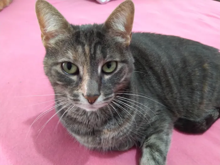 Gato ra a idade 6 ou mais anos nome Orion
