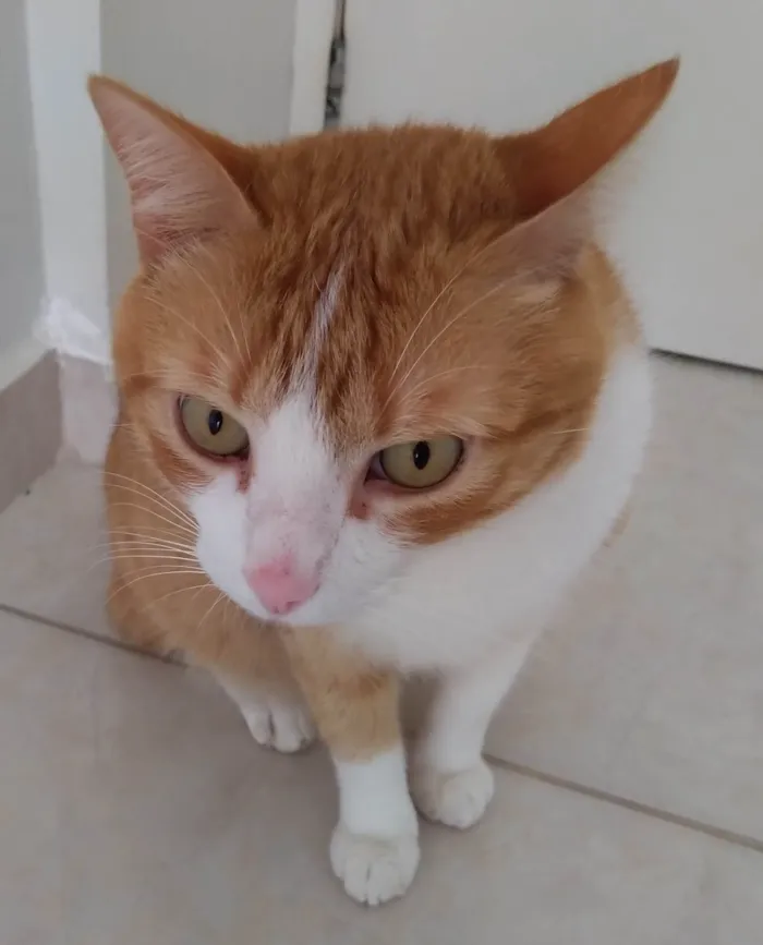 Gato ra a  idade 6 ou mais anos nome Polenta