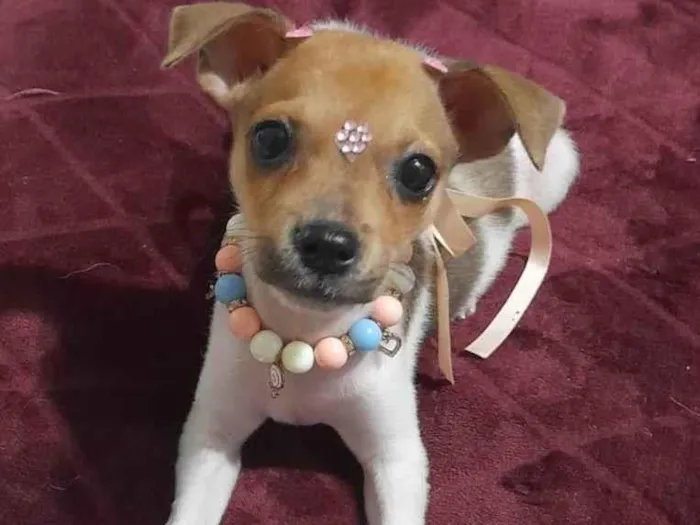 Cachorro ra a SRD-ViraLata idade 2 a 6 meses nome Valentina