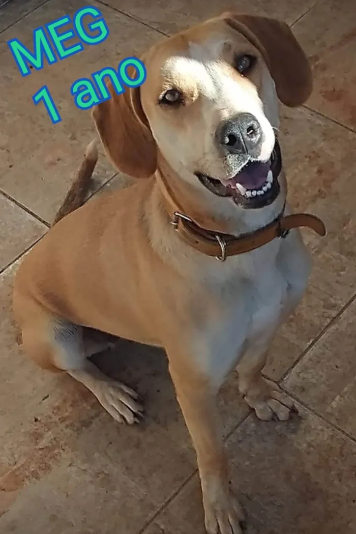Cachorro ra a SRD-ViraLata idade 1 ano nome Mag