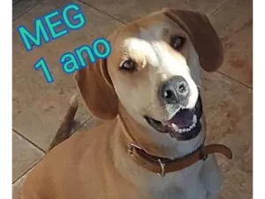 Cachorro raça SRD-ViraLata idade 1 ano nome Mag