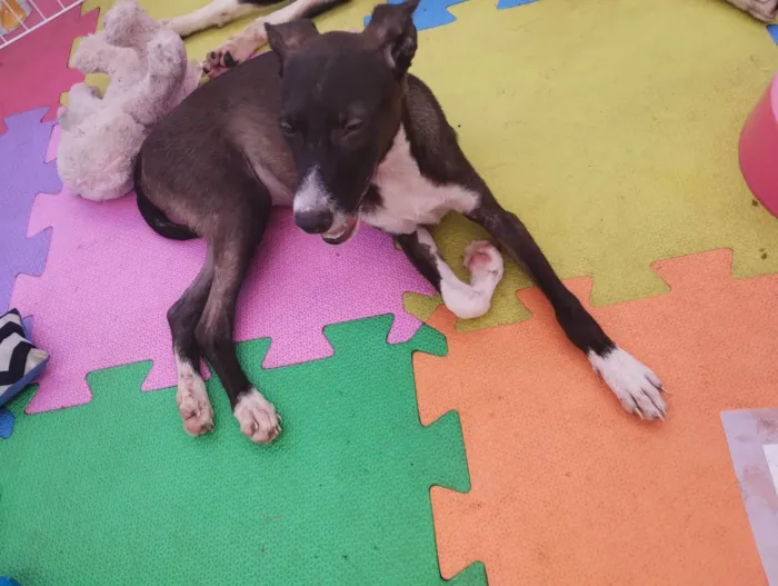 Cachorro ra a SRD-ViraLata idade 7 a 11 meses nome Magali