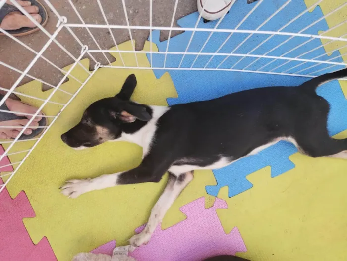 Cachorro ra a SRD-ViraLata idade 2 a 6 meses nome Lilica