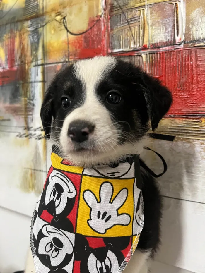 Cachorro ra a SRD-ViraLata idade Abaixo de 2 meses nome Lucca
