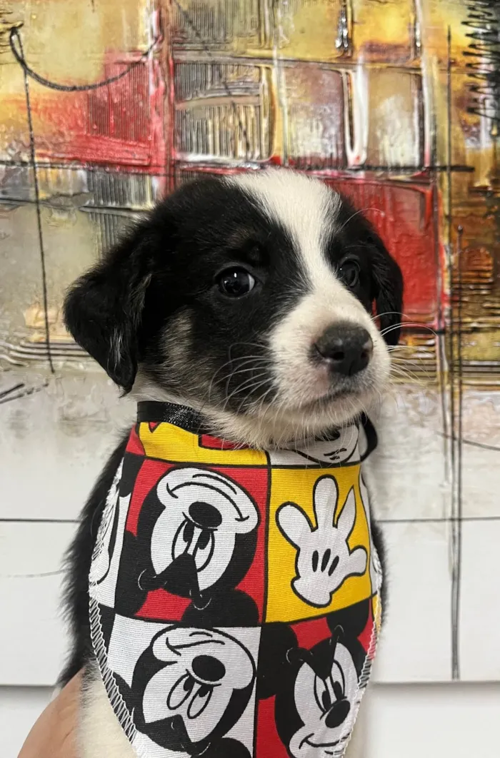 Cachorro ra a SRD-ViraLata idade Abaixo de 2 meses nome Lucca