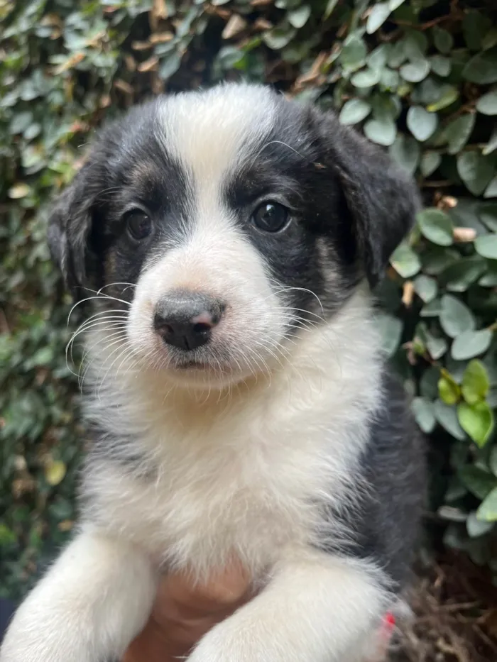 Cachorro ra a SRD-ViraLata idade Abaixo de 2 meses nome Lucca