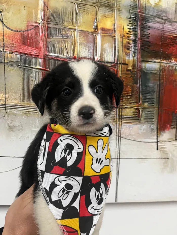 Cachorro ra a SRD-ViraLata idade Abaixo de 2 meses nome Lucca