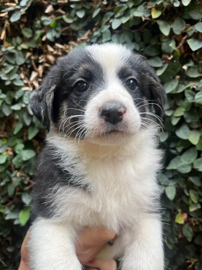 Cachorro ra a SRD-ViraLata idade Abaixo de 2 meses nome Lucca