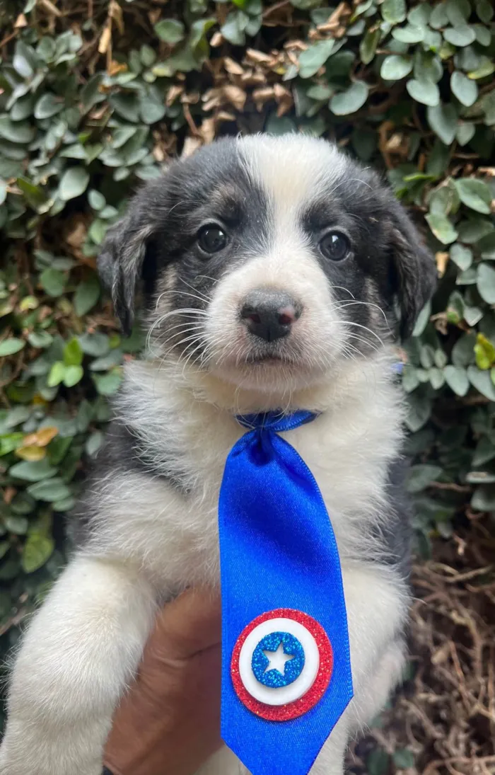Cachorro ra a SRD-ViraLata idade Abaixo de 2 meses nome Lucca