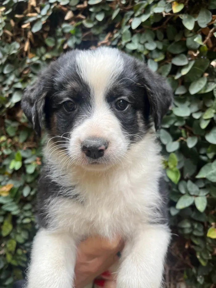 Cachorro ra a SRD-ViraLata idade Abaixo de 2 meses nome Lucca