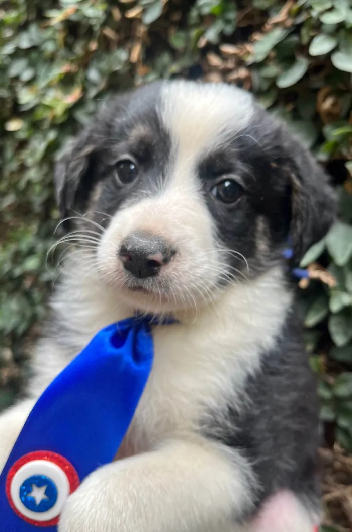 Cachorro ra a SRD-ViraLata idade Abaixo de 2 meses nome Lucca