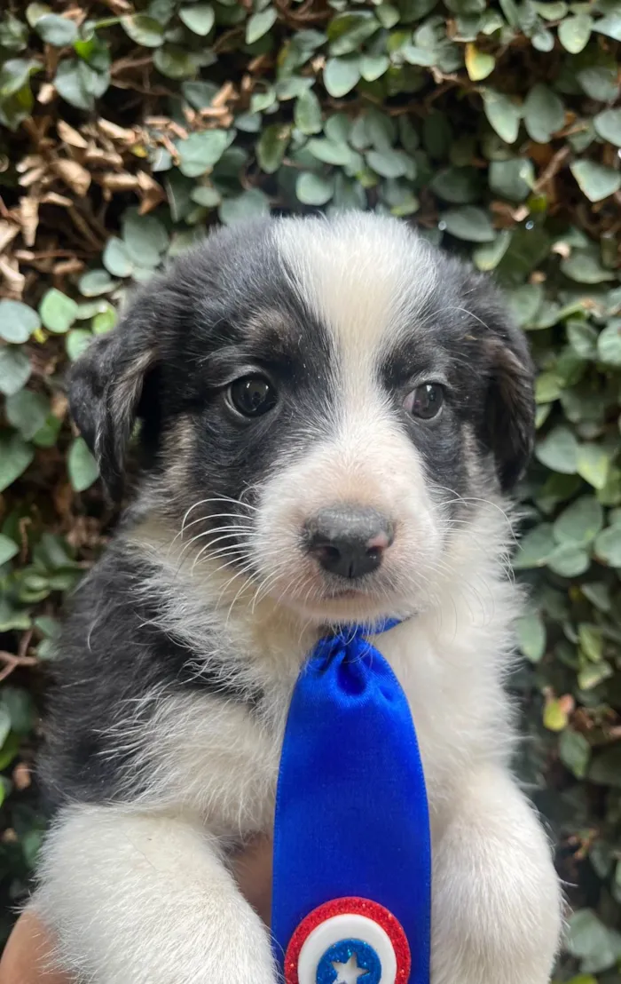 Cachorro ra a SRD-ViraLata idade Abaixo de 2 meses nome Lucca