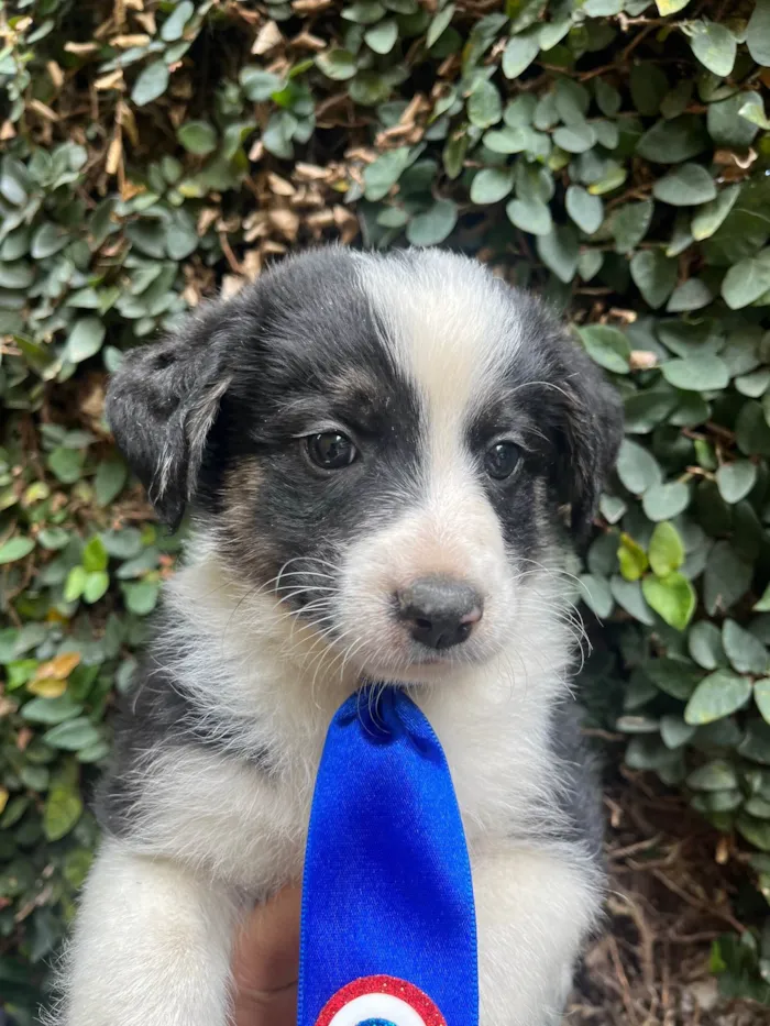 Cachorro ra a SRD-ViraLata idade Abaixo de 2 meses nome Lucca