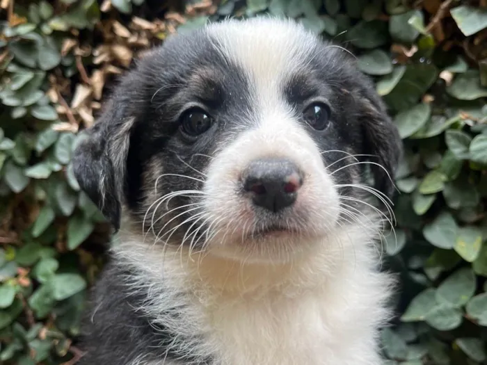 Cachorro ra a SRD-ViraLata idade Abaixo de 2 meses nome Lucca