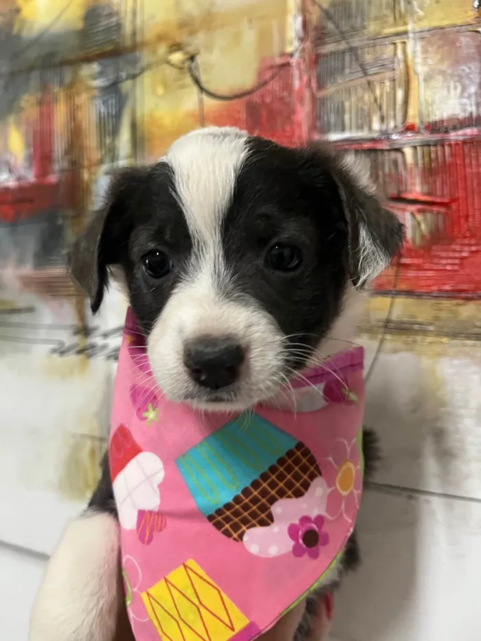 Cachorro ra a SRD-ViraLata idade Abaixo de 2 meses nome Milla