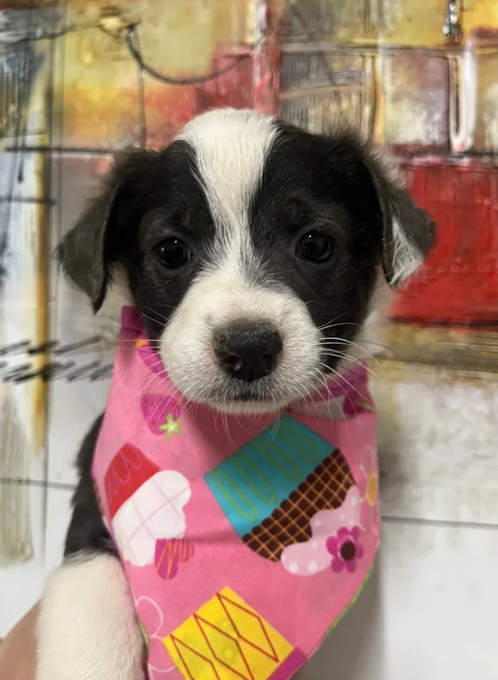Cachorro ra a SRD-ViraLata idade Abaixo de 2 meses nome Milla
