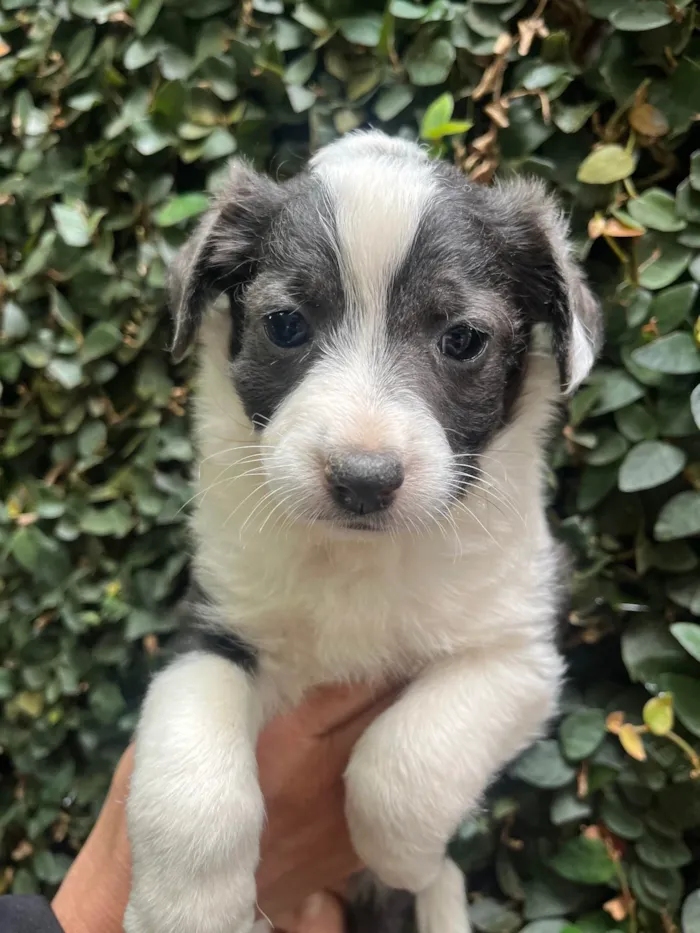 Cachorro ra a SRD-ViraLata idade Abaixo de 2 meses nome Milla