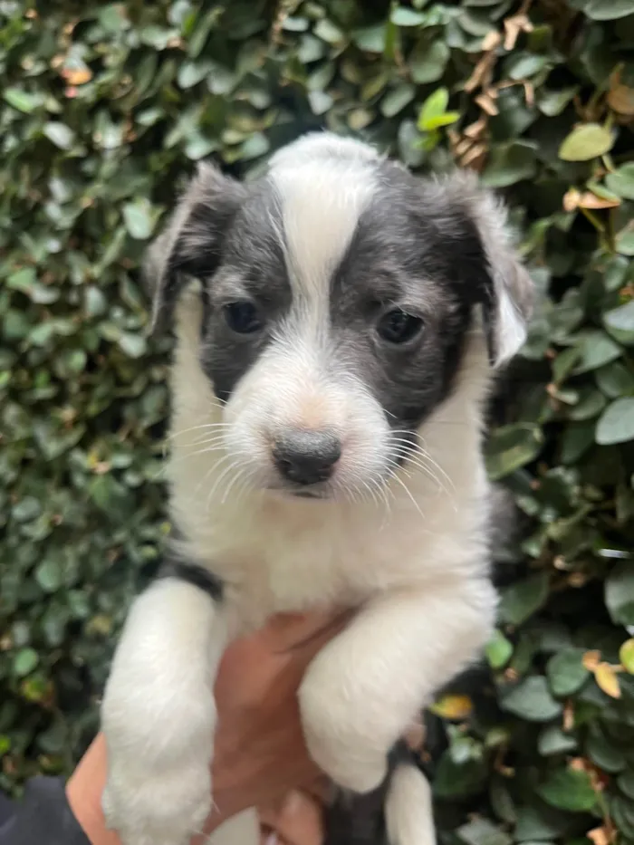Cachorro ra a SRD-ViraLata idade Abaixo de 2 meses nome Milla