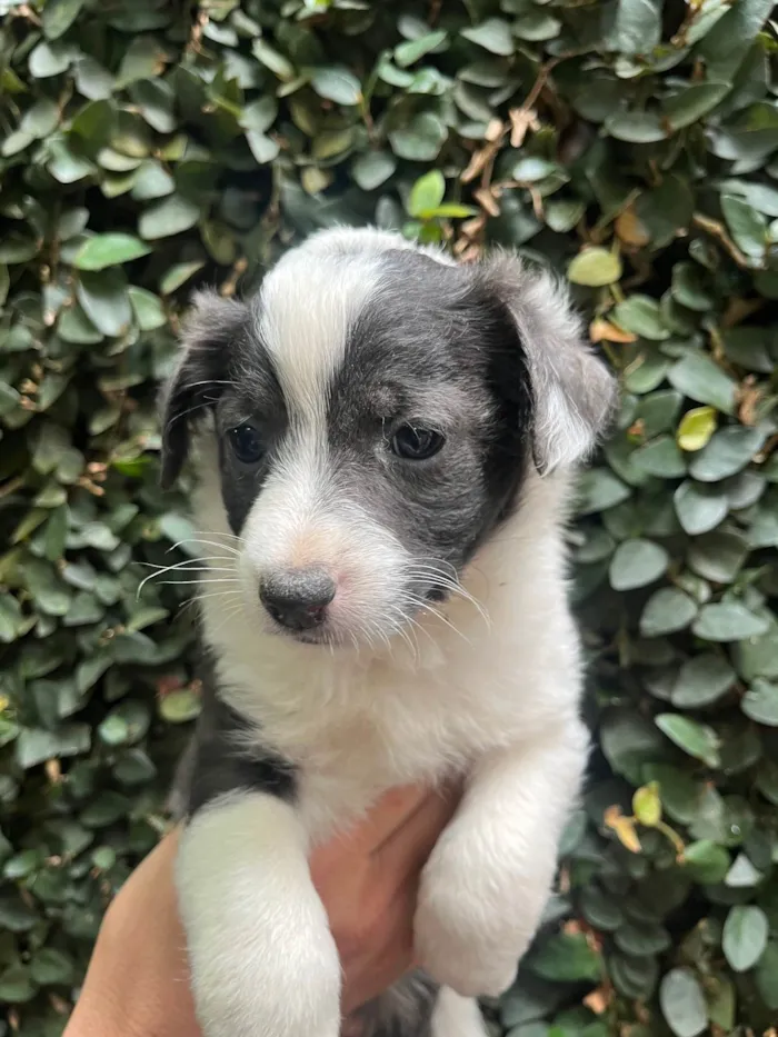 Cachorro ra a SRD-ViraLata idade Abaixo de 2 meses nome Milla