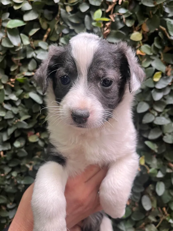Cachorro ra a SRD-ViraLata idade Abaixo de 2 meses nome Milla