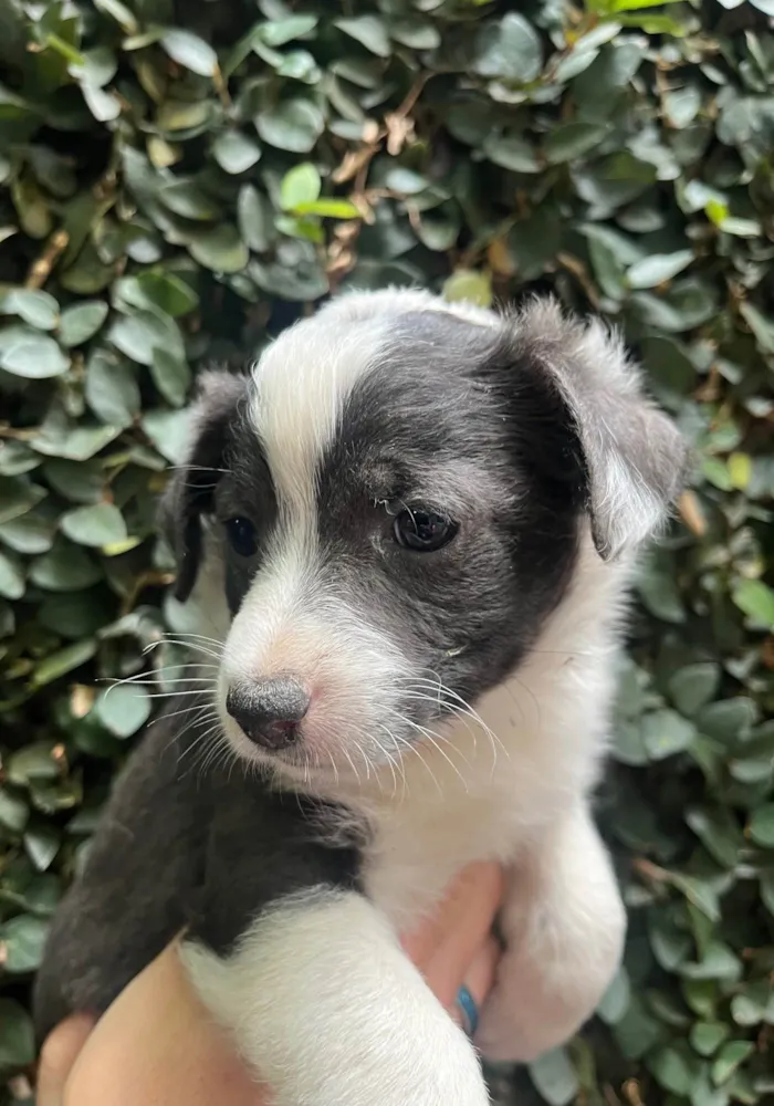 Cachorro ra a SRD-ViraLata idade Abaixo de 2 meses nome Milla