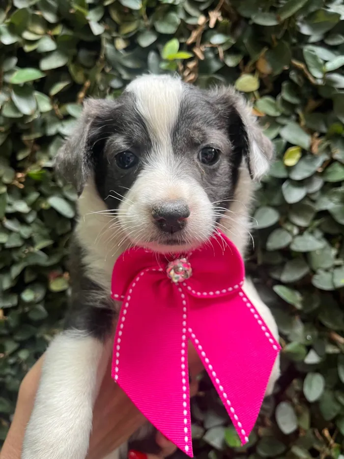 Cachorro ra a SRD-ViraLata idade Abaixo de 2 meses nome Milla