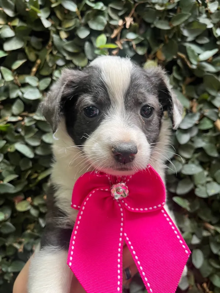 Cachorro ra a SRD-ViraLata idade Abaixo de 2 meses nome Milla