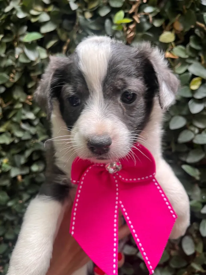 Cachorro ra a SRD-ViraLata idade Abaixo de 2 meses nome Milla