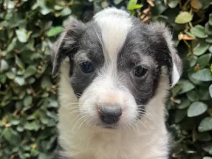 Cachorro raça SRD-ViraLata idade Abaixo de 2 meses nome Milla
