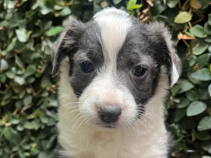 Cachorro ra a SRD-ViraLata idade Abaixo de 2 meses nome Milla
