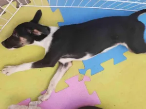 Cachorro raça SRD-ViraLata idade 2 a 6 meses nome Lilica