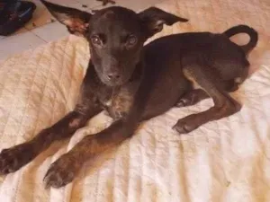 Cachorro raça SRD-ViraLata idade 2 a 6 meses nome Morceguinha
