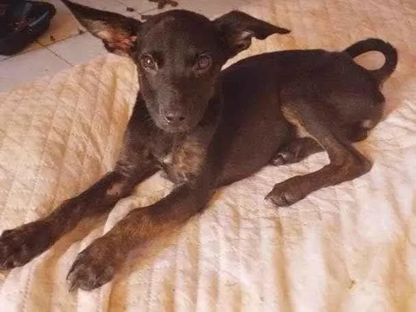 Cachorro ra a SRD-ViraLata idade 2 a 6 meses nome Morceguinha