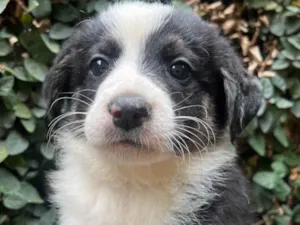 Cachorro raça SRD-ViraLata idade Abaixo de 2 meses nome Lucca