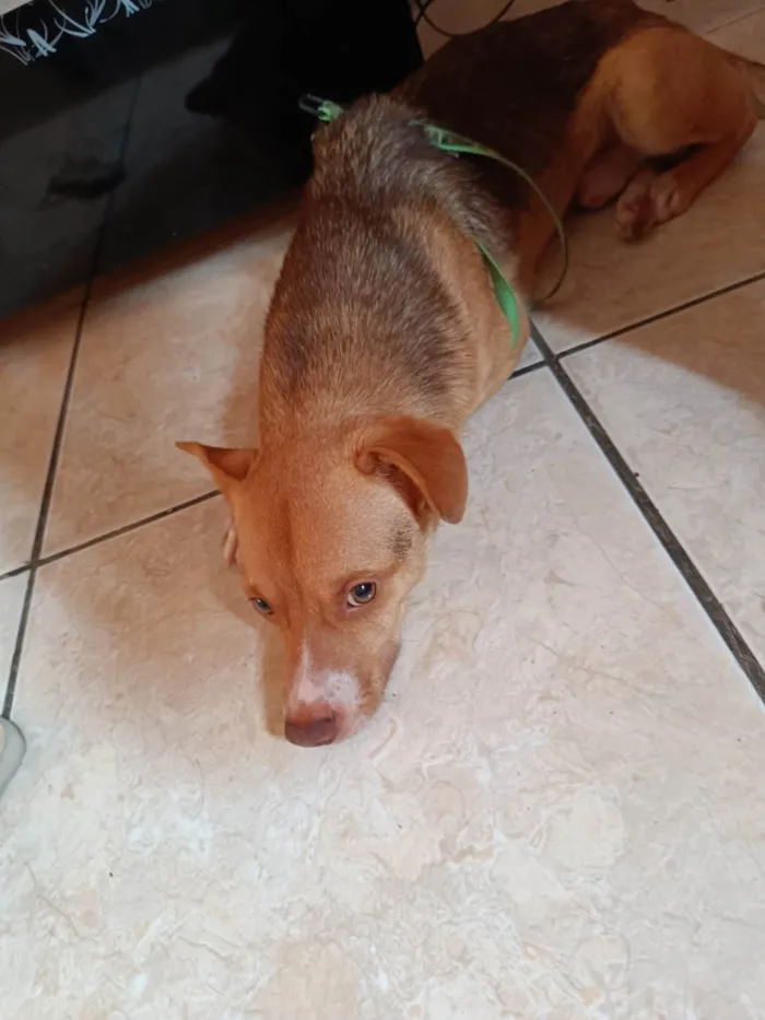 Cachorro ra a SRD-ViraLata idade 7 a 11 meses nome Heitor 